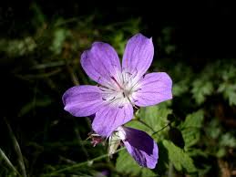 Attēlu rezultāti vaicājumam “Geranium sylvaticum flower”