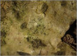 Attēlu rezultāti vaicājumam “Arthonia spadicea”