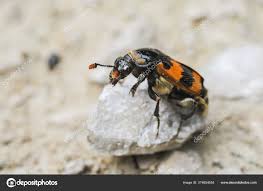 Attēlu rezultāti vaicājumam “Nicrophorus vespillo”