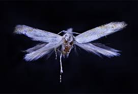 Attēlu rezultāti vaicājumam “Bucculatricidae”