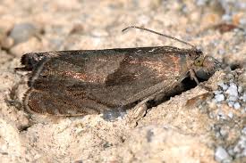 Attēlu rezultāti vaicājumam “Dichrorampha simpliciana”