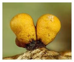 Attēlu rezultāti vaicājumam “Trichia ambigua macro”