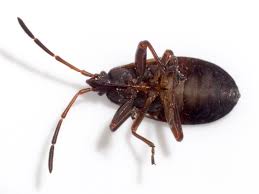 Attēlu rezultāti vaicājumam “Gastrodes grossipes”