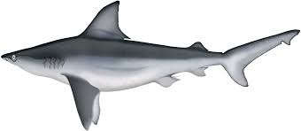 Image result for Carcharhinus plumbeus