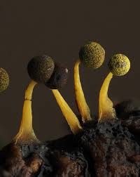 Attēlu rezultāti vaicājumam “Physarum viride”