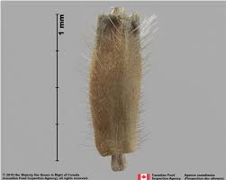 Attēlu rezultāti vaicājumam “Knautia arvensis fruit”