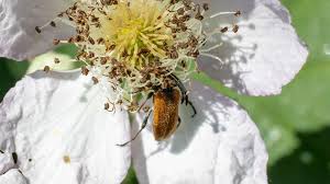 Attēlu rezultāti vaicājumam “Pseudovadonia livida”