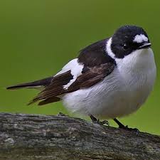 Image result for Ficedula albicollis