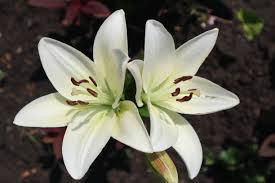 Image result for Lilie