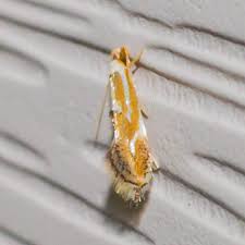 Attēlu rezultāti vaicājumam “Lyonetiidae”