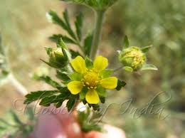 Attēlu rezultāti vaicājumam “Potentilla supina flower”