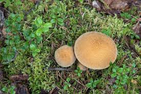 Attēlu rezultāti vaicājumam “Suillus variegatus”