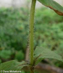 Attēlu rezultāti vaicājumam “Ajuga genevensis leaf”