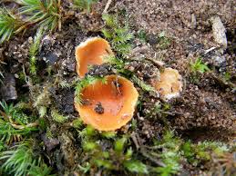 Attēlu rezultāti vaicājumam “Octospora humosa”