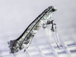 Attēlu rezultāti vaicājumam “Gracillaria syringella larva”