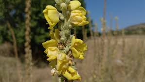 Image result for Verbascum phlomoides