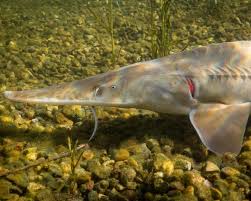 Image result for Scaphirhynchus platorynchus