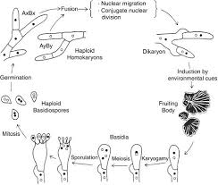 Attēlu rezultāti vaicājumam “Campylophyllum calcareum sporophyte”
