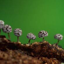 Attēlu rezultāti vaicājumam “Physarum notabile”