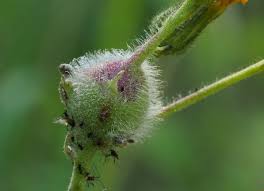 Attēlu rezultāti vaicājumam “Aulacidea hieracii”