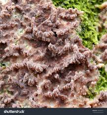 Attēlu rezultāti vaicājumam “Phlebia radiata”