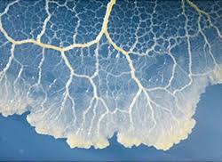 Attēlu rezultāti vaicājumam “Physarum rubiginosum plasmodium”