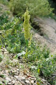 Attēlu rezultāti vaicājumam “Rumex aquaticus”