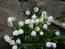 Attēlu rezultāti vaicājumam “Leucojum vernum var. carpathicum flower”