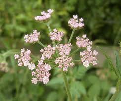 Attēlu rezultāti vaicājumam “Torilis japonica leaf”