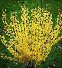 Attēlu rezultāti vaicājumam “Forsythia”