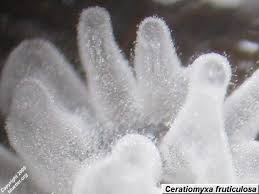 Attēlu rezultāti vaicājumam “Ceratiomyxa fruticulosa spores”