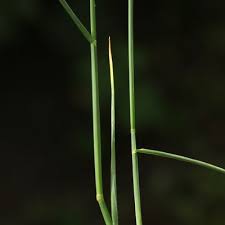 Attēlu rezultāti vaicājumam “Poa compressa leaf”