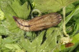 Attēlu rezultāti vaicājumam “Eulithis prunata”