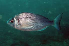 Image result for Spondyliosoma cantharus