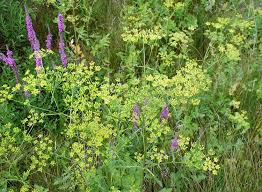 Attēlu rezultāti vaicājumam “Pastinaca sativa subsp. sylvestris”