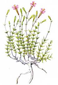 Attēlu rezultāti vaicājumam “Silene borysthenica”