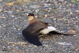 Image result for Glareola maldivarum