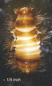 Attēlu rezultāti vaicājumam “Anthrenus sp. larva”