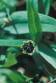 Attēlu rezultāti vaicājumam “Moehringia trinervia bud”