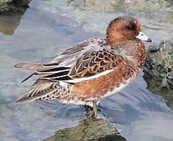 Attēlu rezultāti vaicājumam “Anas penelope”