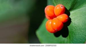 Attēlu rezultāti vaicājumam “Lonicera caprifolium fruit”