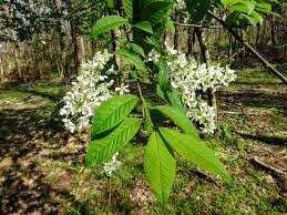 Attēlu rezultāti vaicājumam “Padus avium”