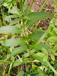 Attēlu rezultāti vaicājumam “Saponaria officinalis leaf”