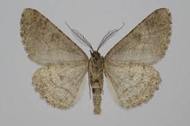 Attēlu rezultāti vaicājumam “Cleora cinctaria”