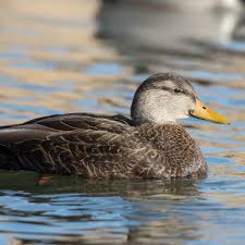 Image result for Anas rubripes