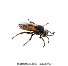 Attēlu rezultāti vaicājumam “Cimbex femoratus imago”