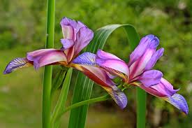 Attēlu rezultāti vaicājumam “Iridaceae”