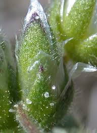 Attēlu rezultāti vaicājumam “Cerastium semidecandrum bud”