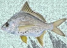 Image result for Eugerres plumieri