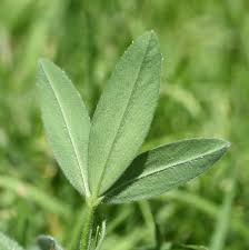 Attēlu rezultāti vaicājumam “Trifolium alpestre leaf”
